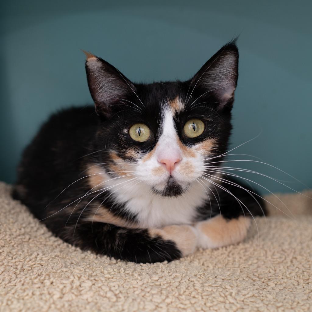 Effie, a Adoptable mixed breed in Los Angeles, CA image 2/5