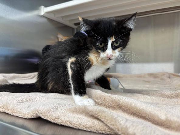 Effie, a Adoptable mixed breed in Los Angeles, CA image 4/5