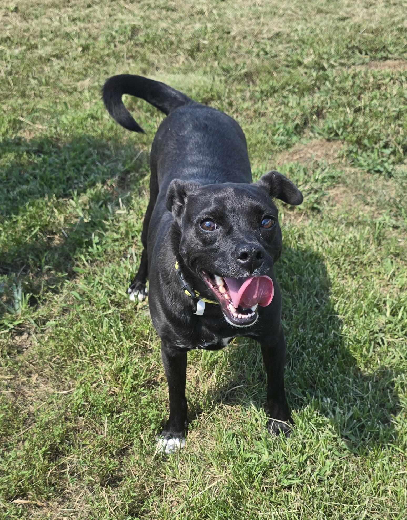 Jett, Adoptable, Young Male Dachshund.