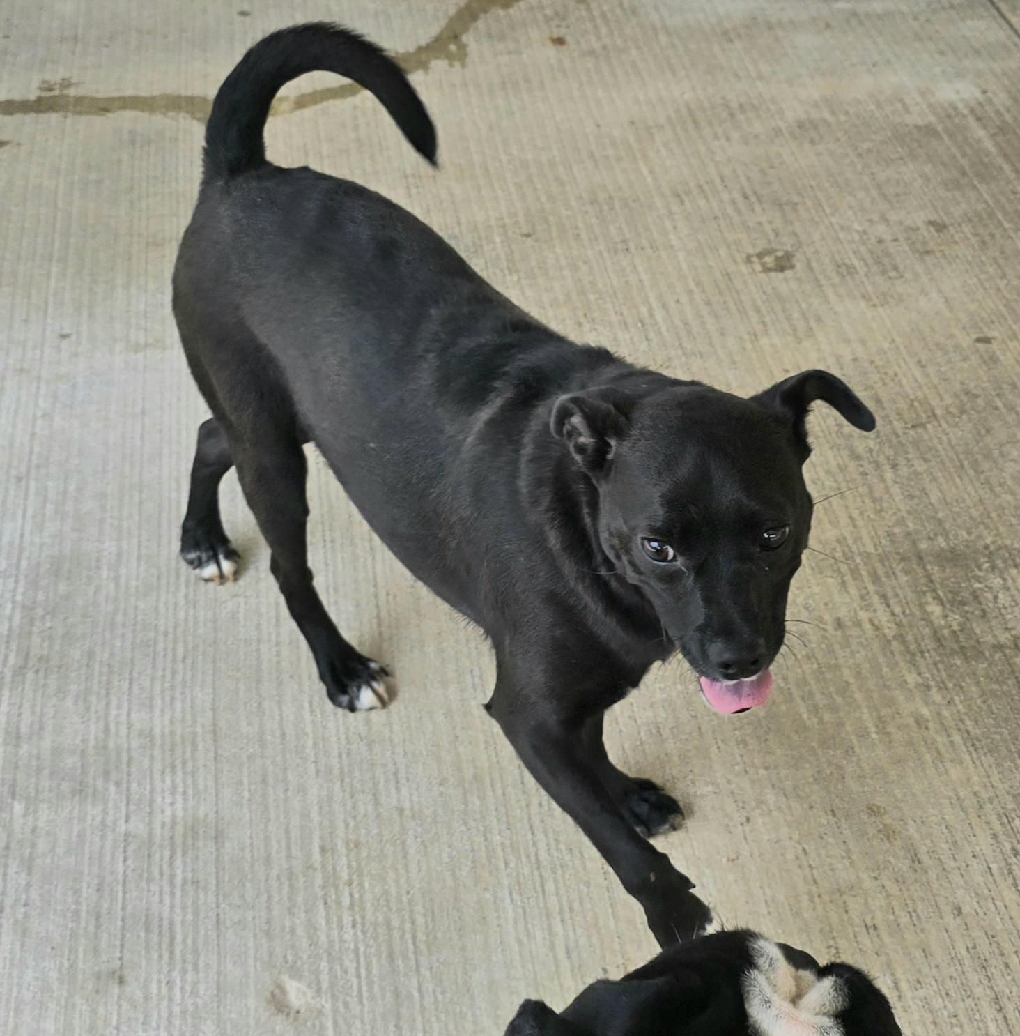 Enlarge Jett, a Adoptable mixed breed in Terre Haute, IN image 3/5