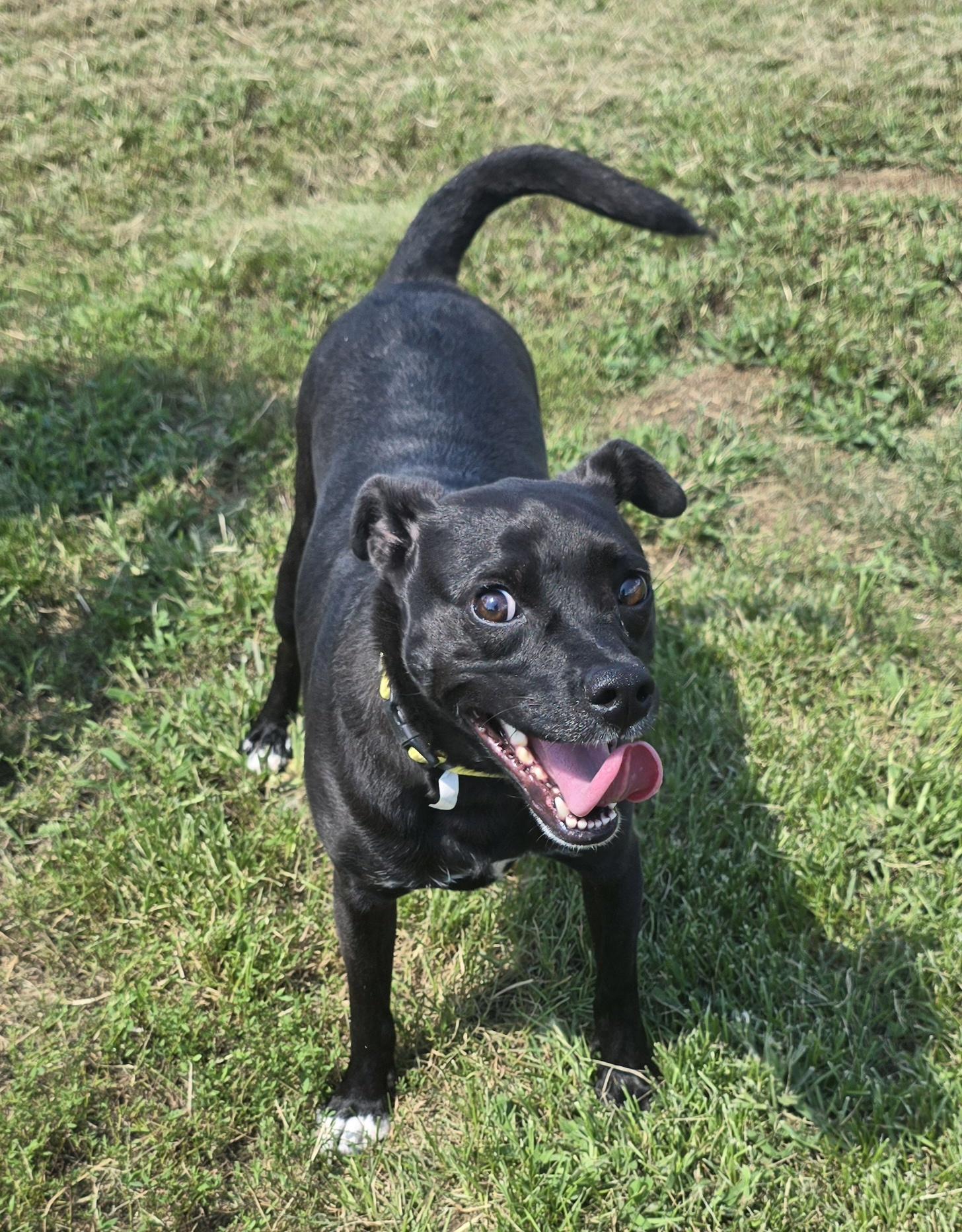Enlarge Jett, a Adoptable mixed breed in Terre Haute, IN image 4/5