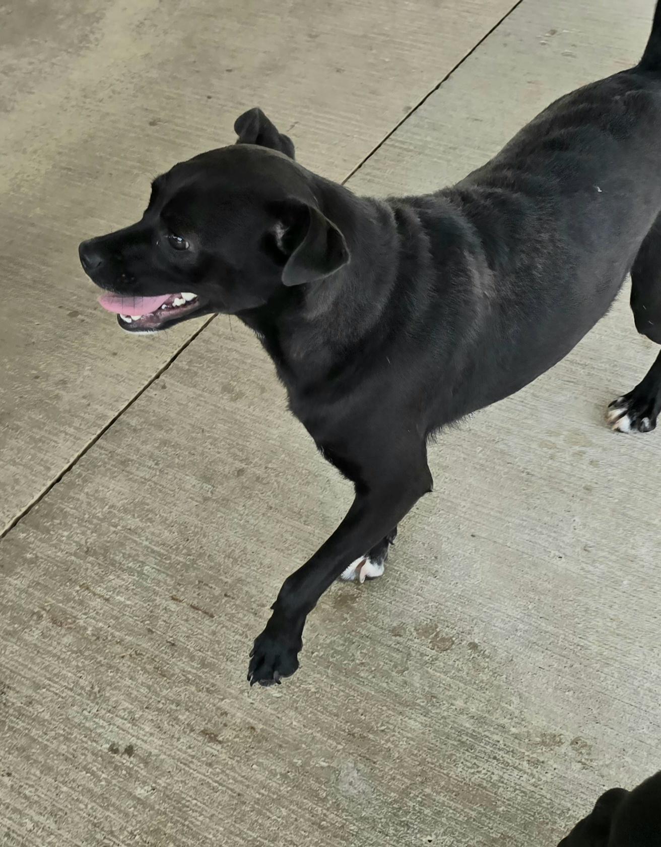 Enlarge Jett, a Adoptable mixed breed in Terre Haute, IN image 5/5