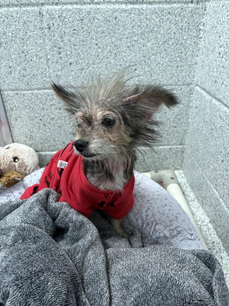 Daryl Dixon, Adoptable, Senior Male Yorkshire Terrier.