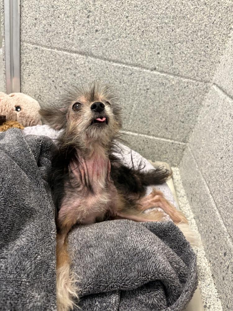 Daryl Dixon, a Adoptable Yorkshire Terrier in Bowling Green, OH image 2/3
