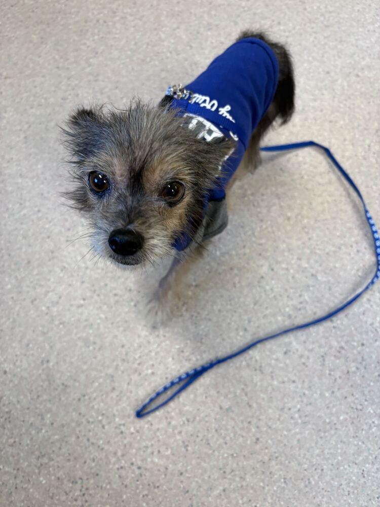 Daryl Dixon, a Adoptable Yorkshire Terrier in Bowling Green, OH image 3/3