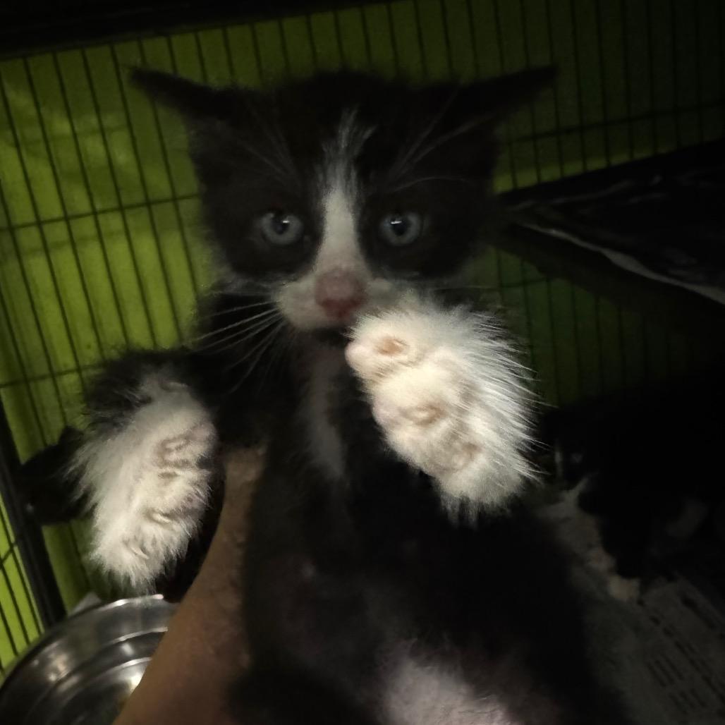 Enlarge Firecracker, a Adoptable Domestic Short Hair in West Plains, MO image 2/2