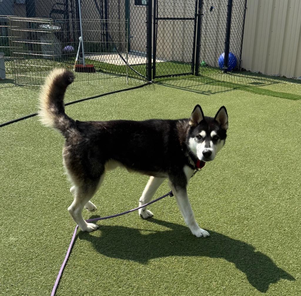 Tonka, Adoptable, Adult Male Husky & Mixed Breed.