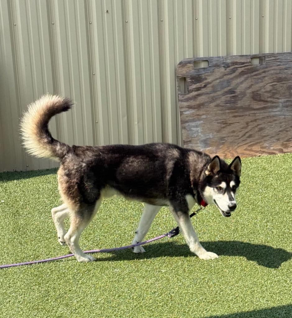 Tonka, a Adoptable mixed breed in Columbia, IL image 2/3