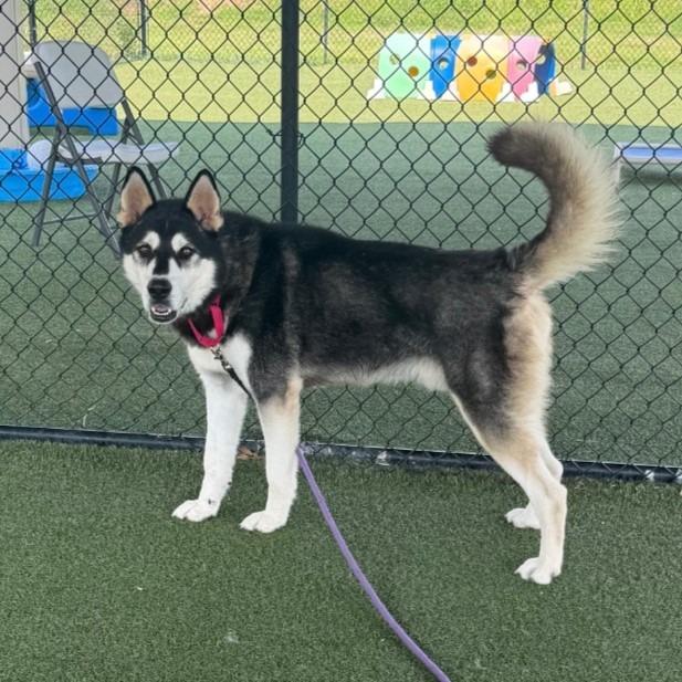 Tonka, a Adoptable mixed breed in Columbia, IL image 3/3