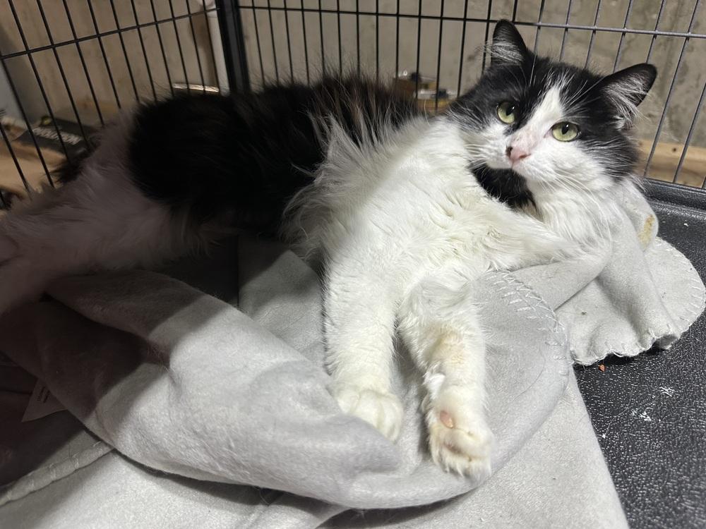 Enlarge Groudon, a Adoptable Domestic Long Hair in Albany, WI image 1/4