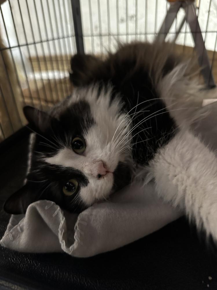 Enlarge Groudon, a Adoptable Domestic Long Hair in Albany, WI image 3/4
