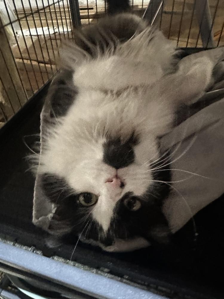 Enlarge Groudon, a Adoptable Domestic Long Hair in Albany, WI image 4/4