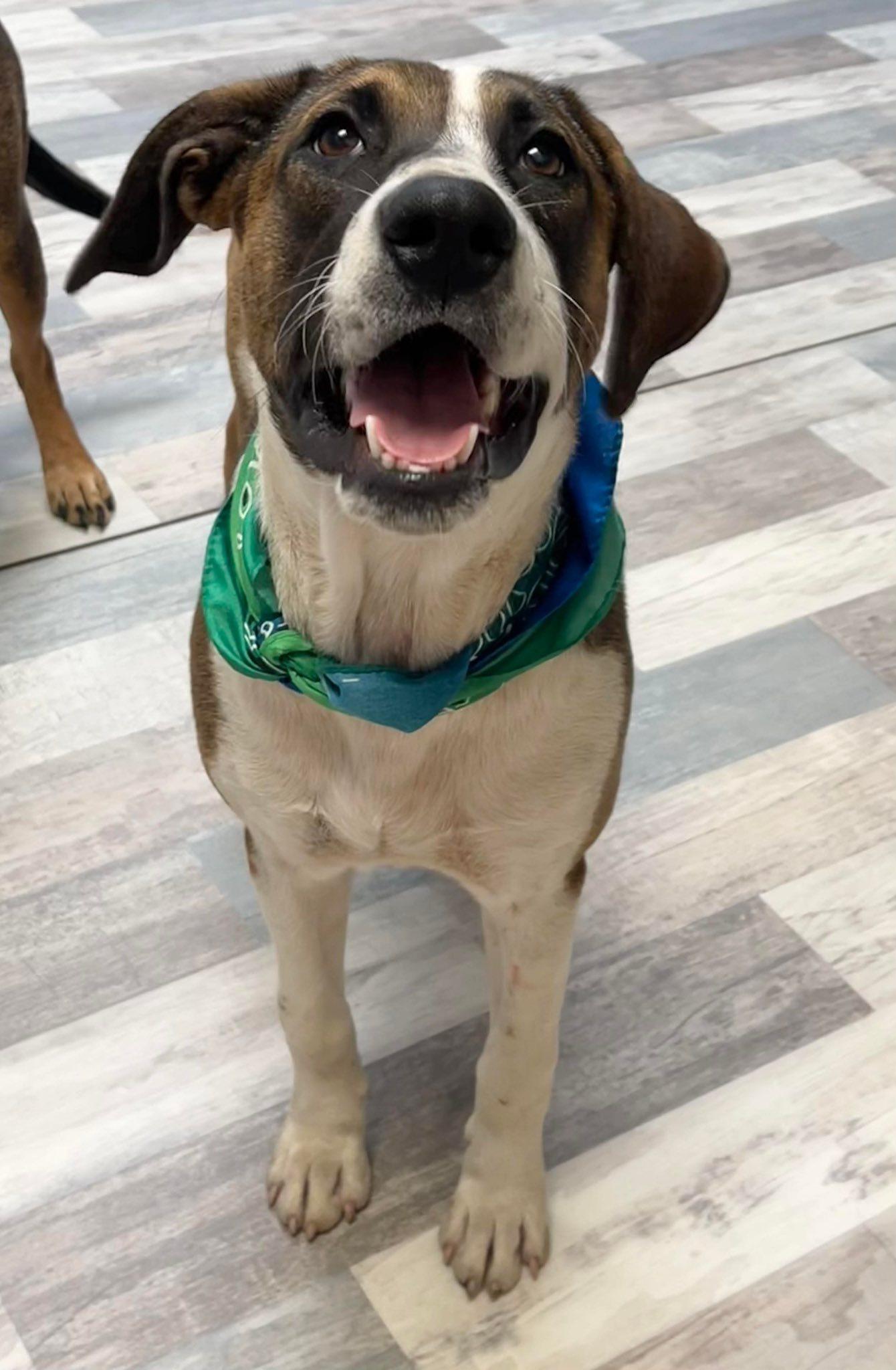 Charlie, Adoptable, Young Male Black Mouth Cur.