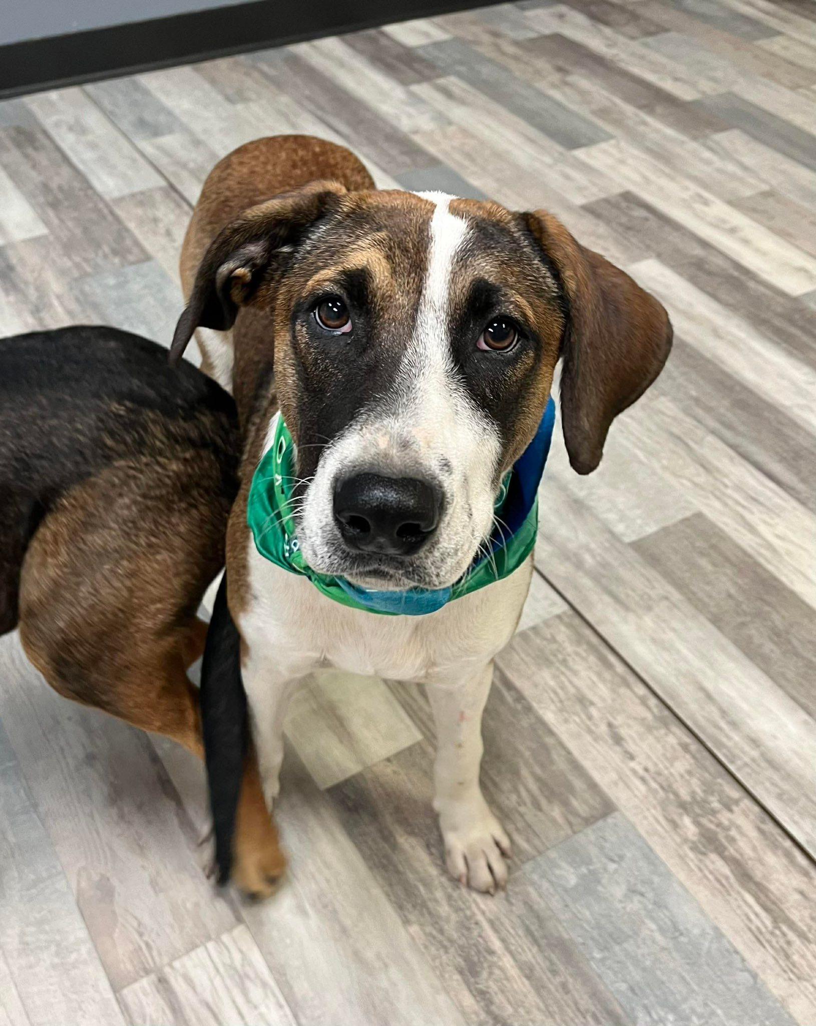 Enlarge Charlie, a Adoptable mixed breed in Elkhorn, WI image 2/3