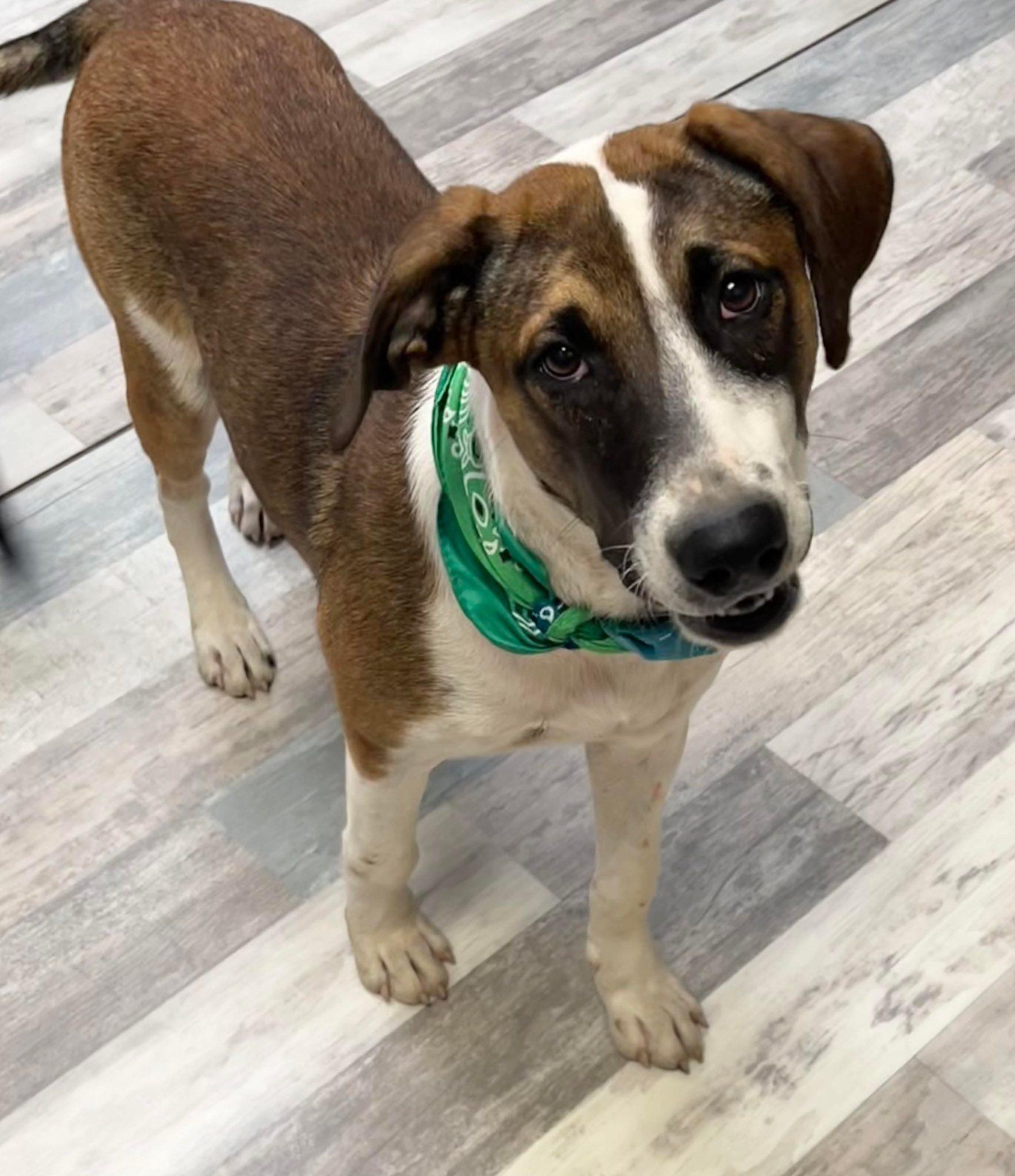 Enlarge Charlie, a Adoptable mixed breed in Elkhorn, WI image 3/3