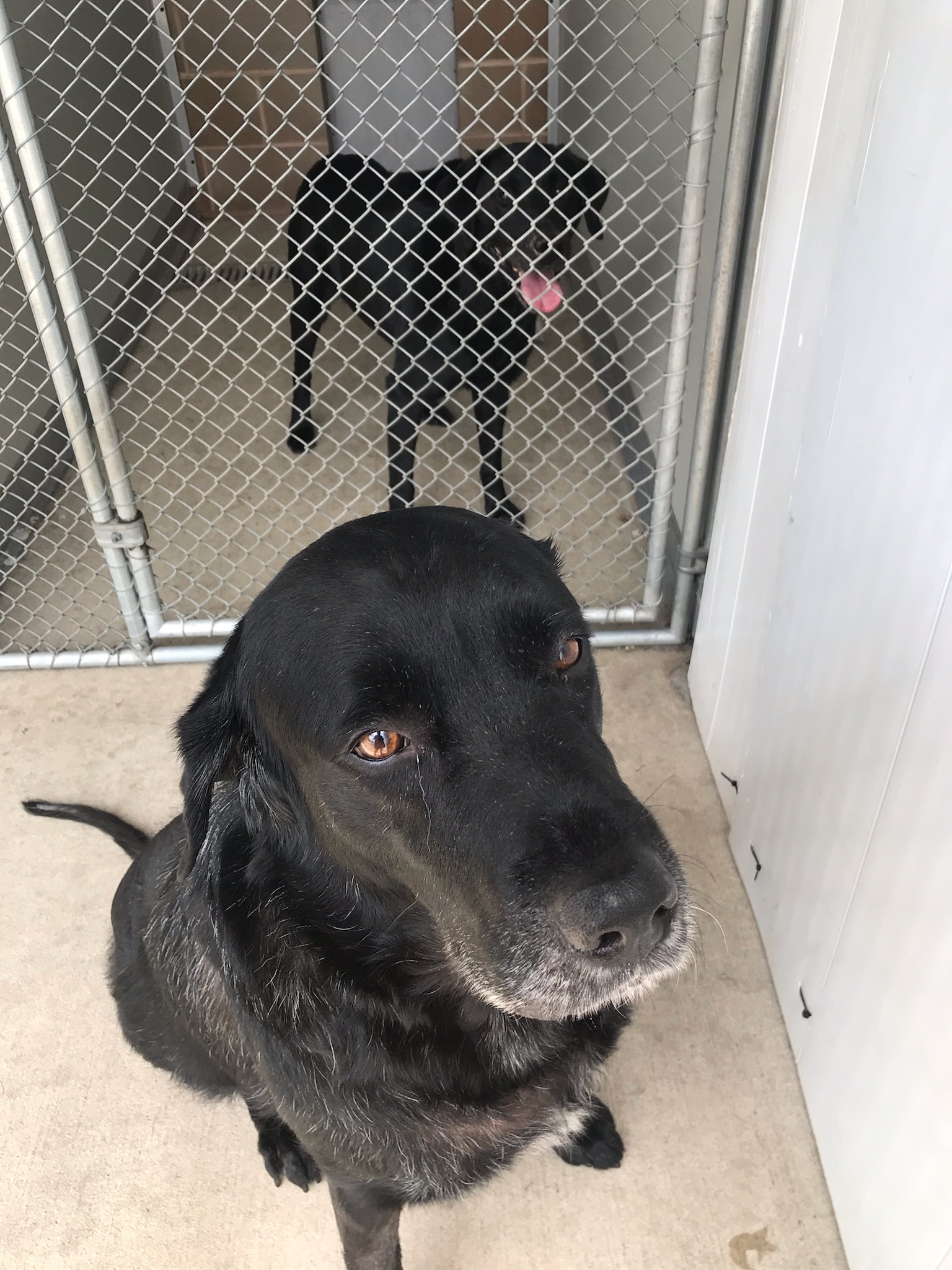 Dog for adoption Yukon, a Labrador Retriever in Warrington, PA