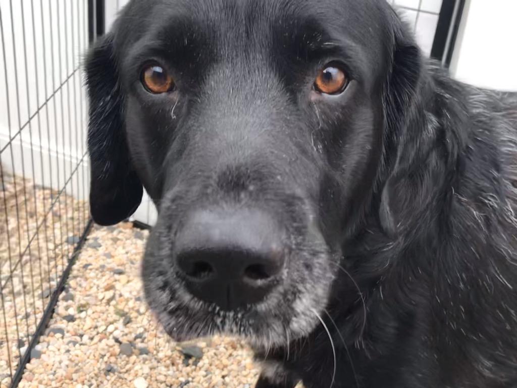 Dog for adoption Yukon, a Labrador Retriever in Warrington, PA