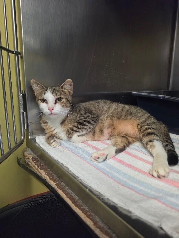 Amelia, Adoptable, Adult Female Domestic Short Hair.