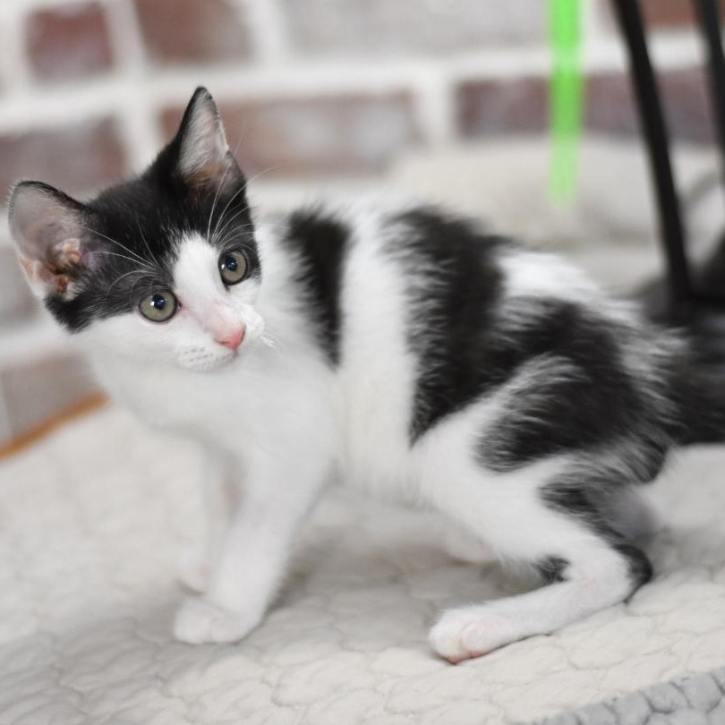 Smudge (Firehouse Litter), Baby Male Domestic Short Hair
