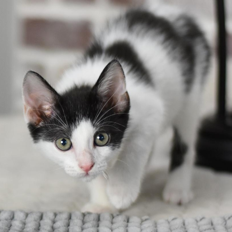 Smudge (Firehouse Litter) photo 5