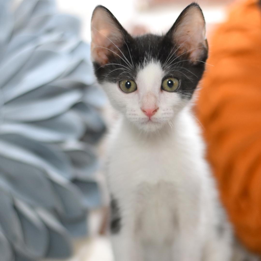 Smudge (Firehouse Litter) photo 2