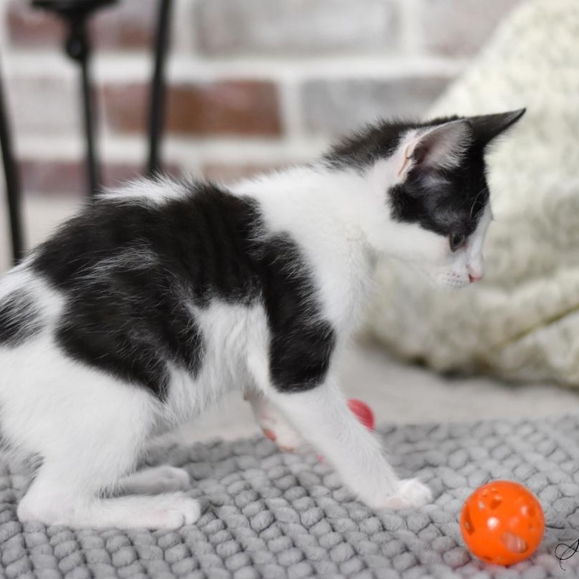 Smudge (Firehouse Litter) photo 3