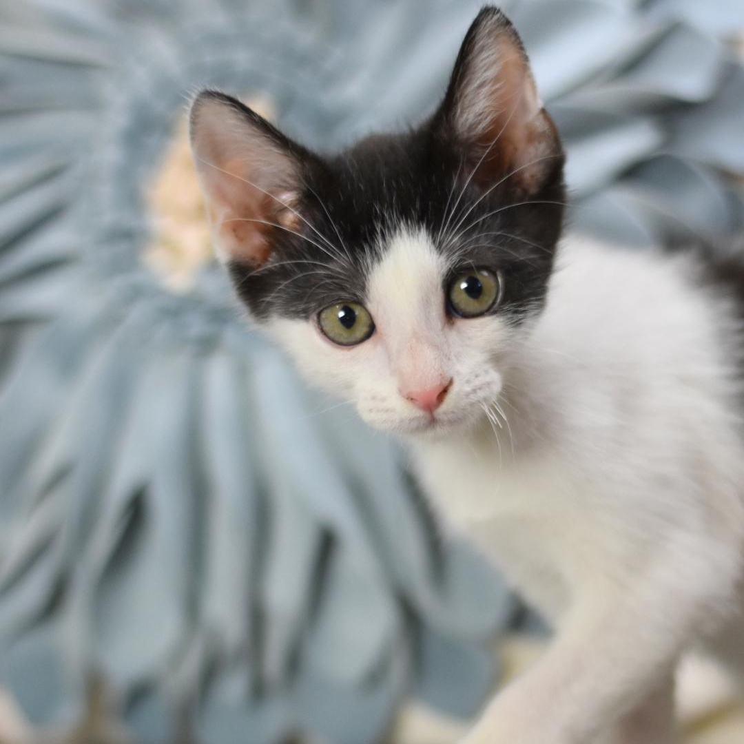 Smudge (Firehouse Litter) photo 4