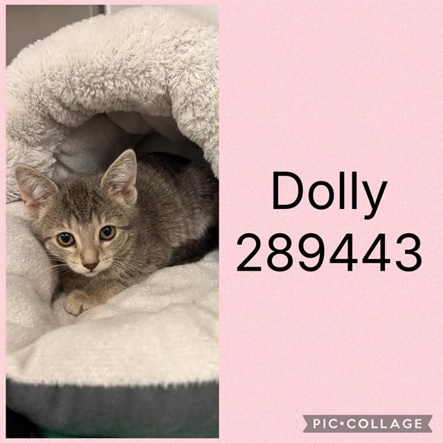 Enlarge DOLLY, a Adoptable Domestic Short Hair in Macon, GA image 1/1