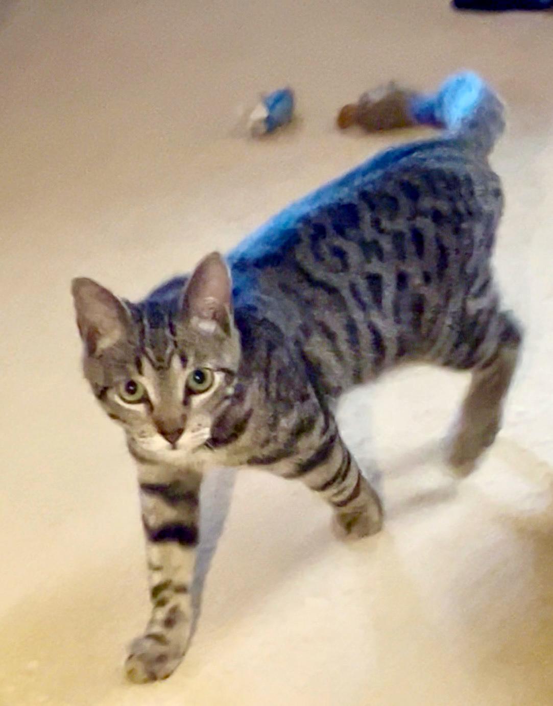 Enlarge River, a ADOPTABLE mixed breed in Lake Monroe, FL image 1/4