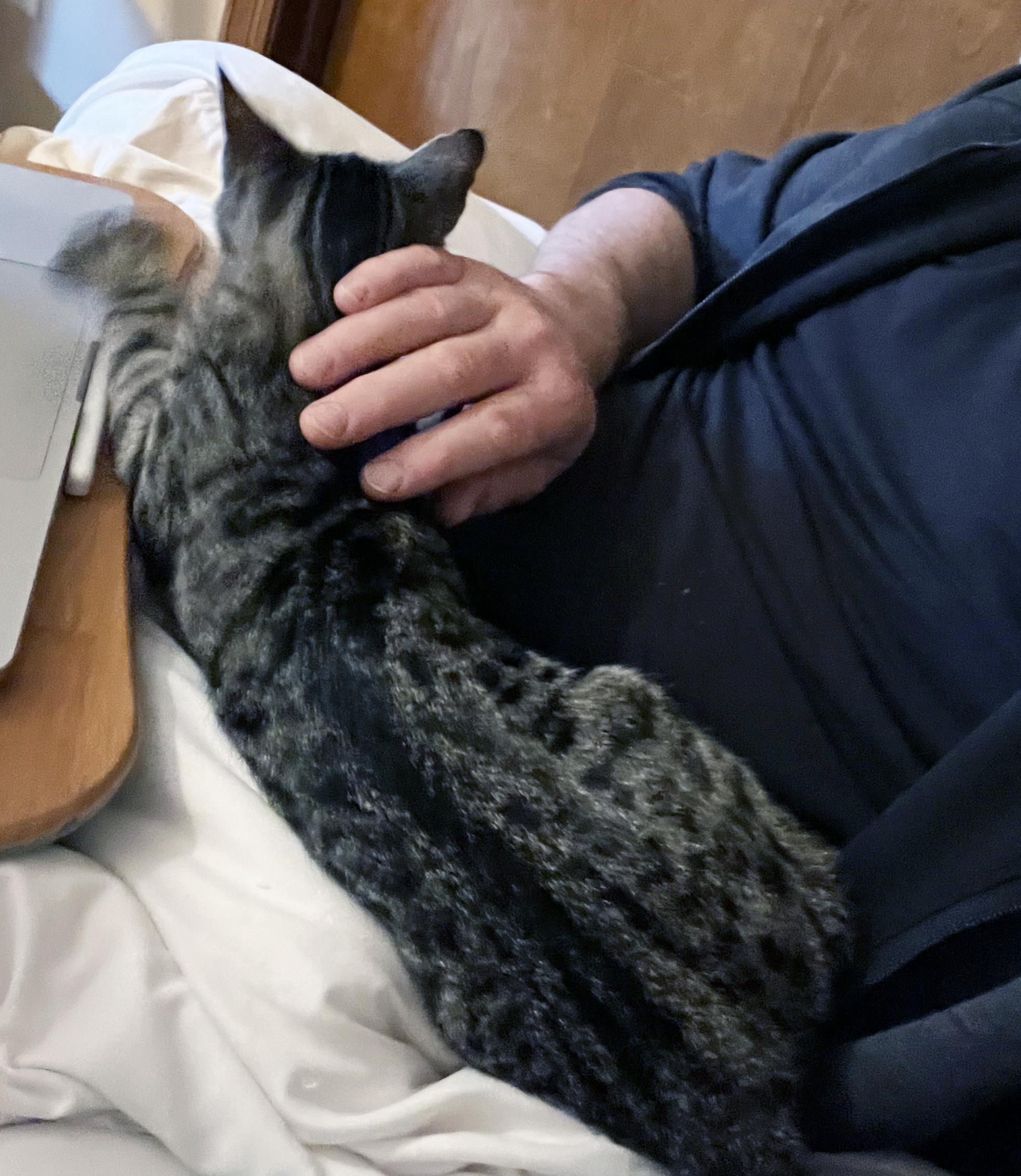 Enlarge River, a ADOPTABLE mixed breed in Lake Monroe, FL image 4/4