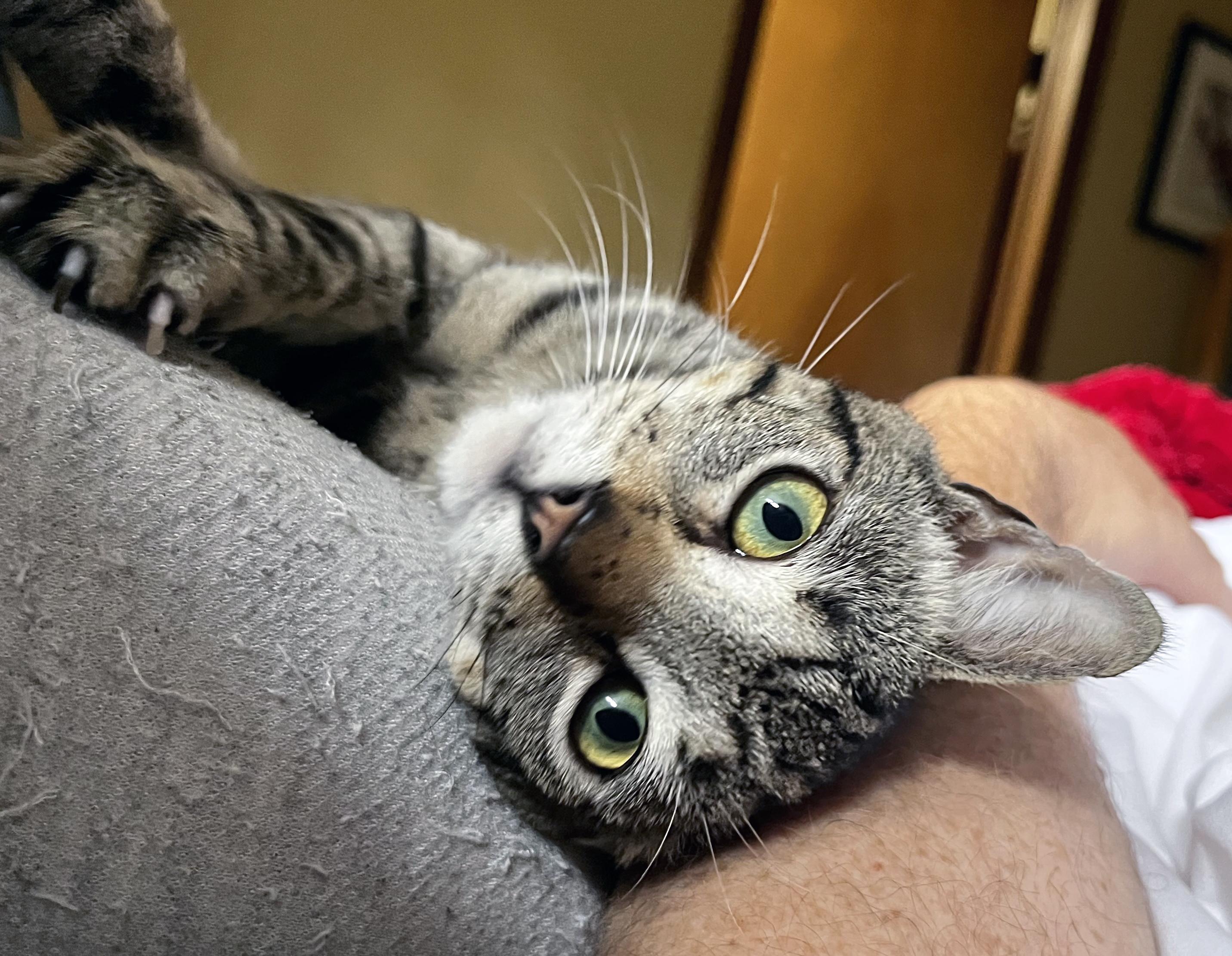 River, ADOPTABLE, Kitten Male Domestic Short Hair & Tiger.