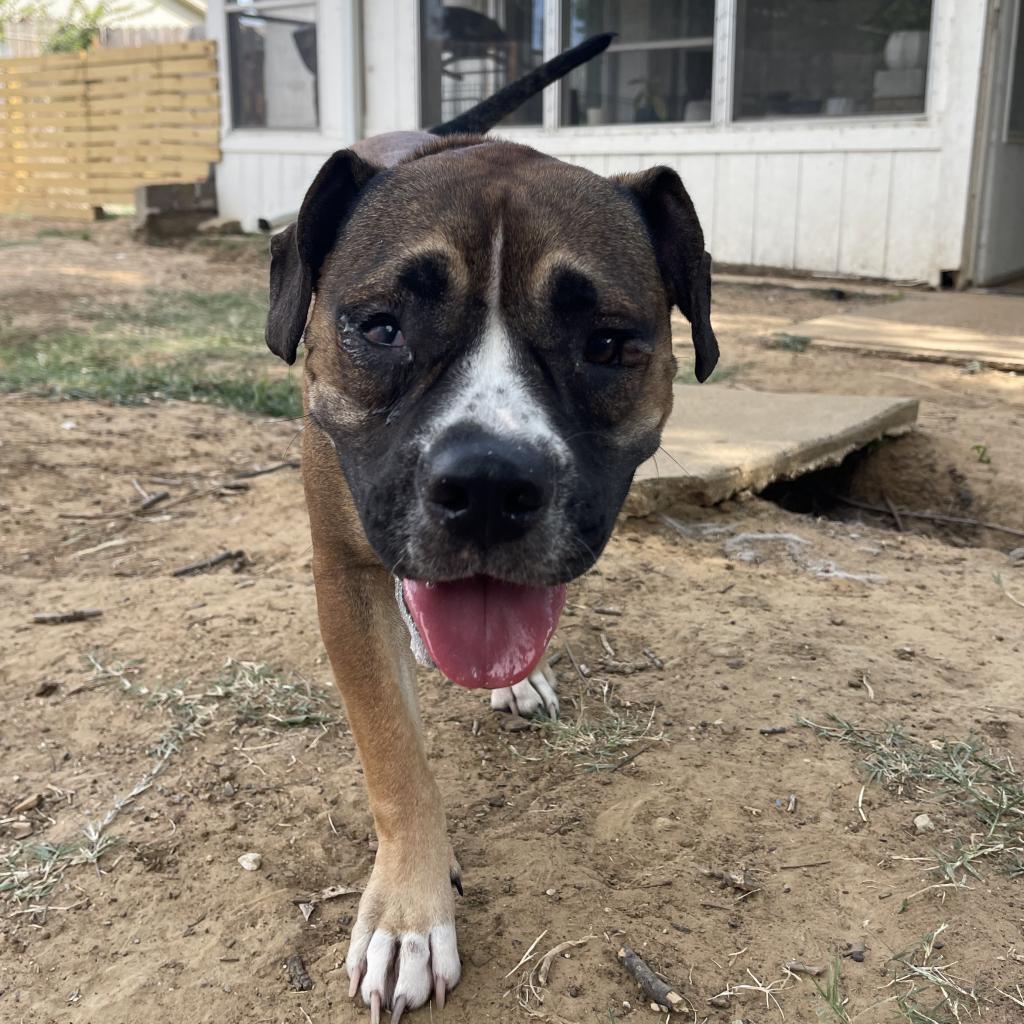 Enlarge Ginger, a Adoptable Pit Bull Terrier in Dallas, TX image 1/6