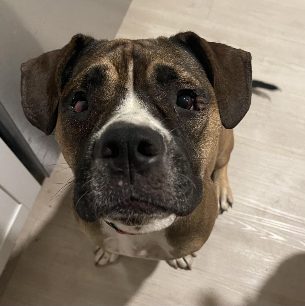 Enlarge Ginger, a Adoptable Pit Bull Terrier in Dallas, TX image 2/6