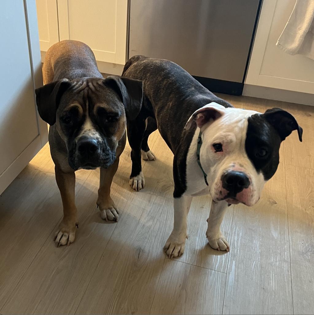 Enlarge Ginger, a Adoptable Pit Bull Terrier in Dallas, TX image 3/6