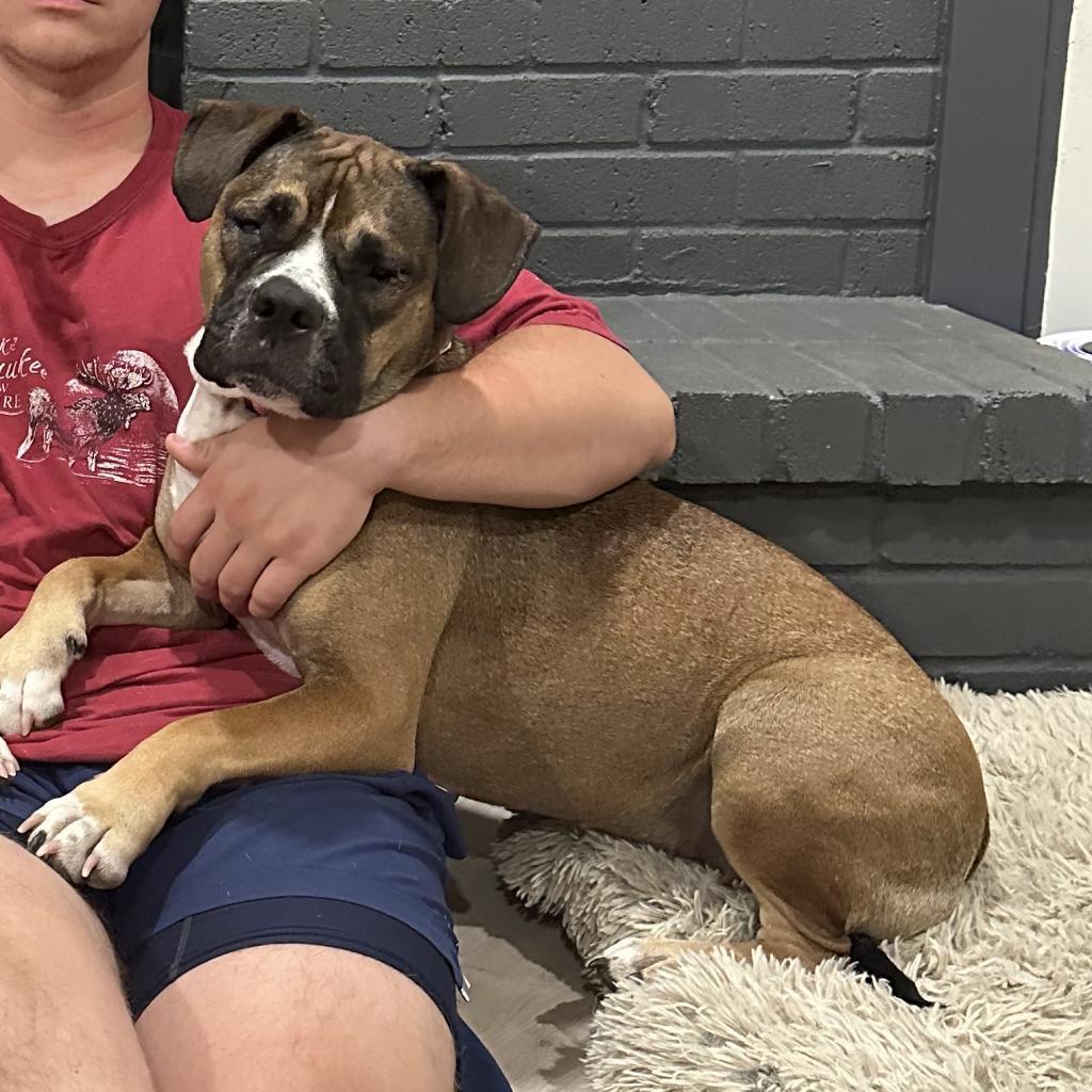 Enlarge Ginger, a Adoptable Pit Bull Terrier in Dallas, TX image 4/6