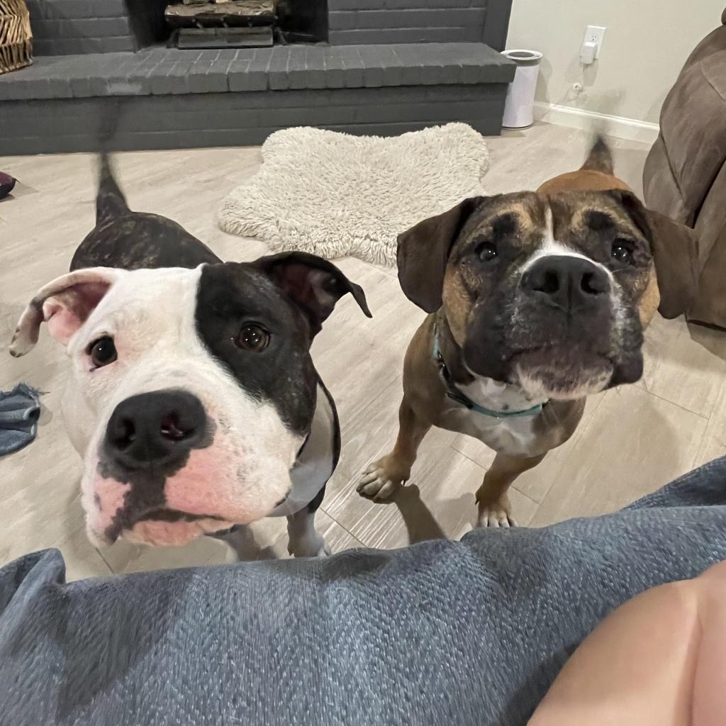 Enlarge Ginger, a Adoptable Pit Bull Terrier in Dallas, TX image 5/6