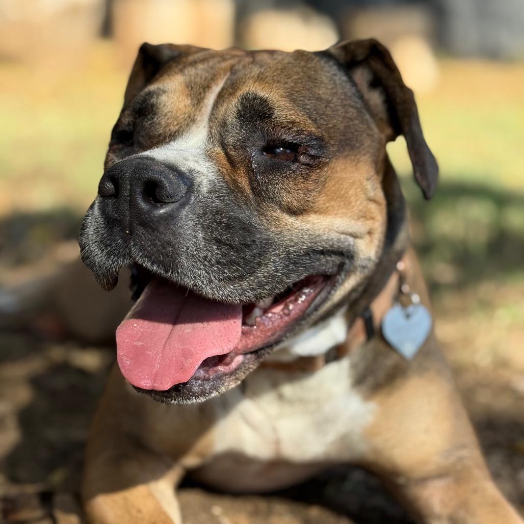 Enlarge Ginger, a Adoptable Pit Bull Terrier in Dallas, TX image 6/6