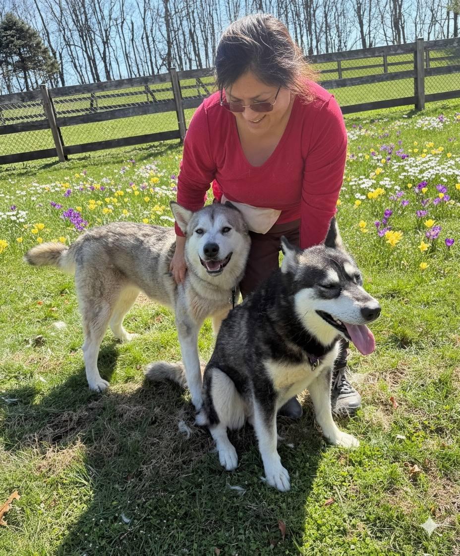 Zena, a ADOPTABLE Alaskan Malamute in Gaithersburg, MD image 2/3