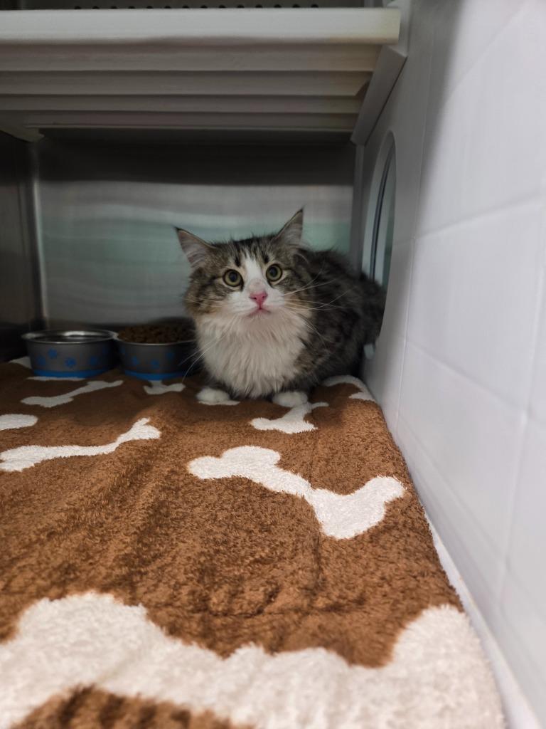 Zenia, Adoptable, Young Female Domestic Long Hair.