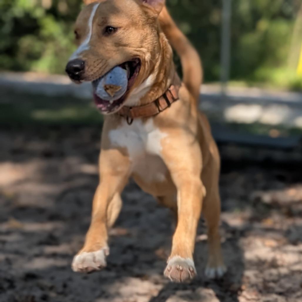 Enlarge Topher 28041, a Adoptable Mixed Breed in Middleburg, FL image 1/6