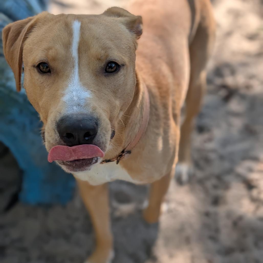Enlarge Topher 28041, a Adoptable Mixed Breed in Middleburg, FL image 4/6