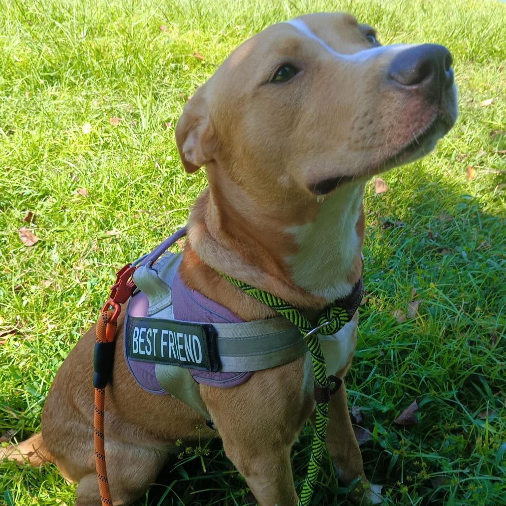 Enlarge Topher 28041, a Adoptable Mixed Breed in Middleburg, FL image 5/6