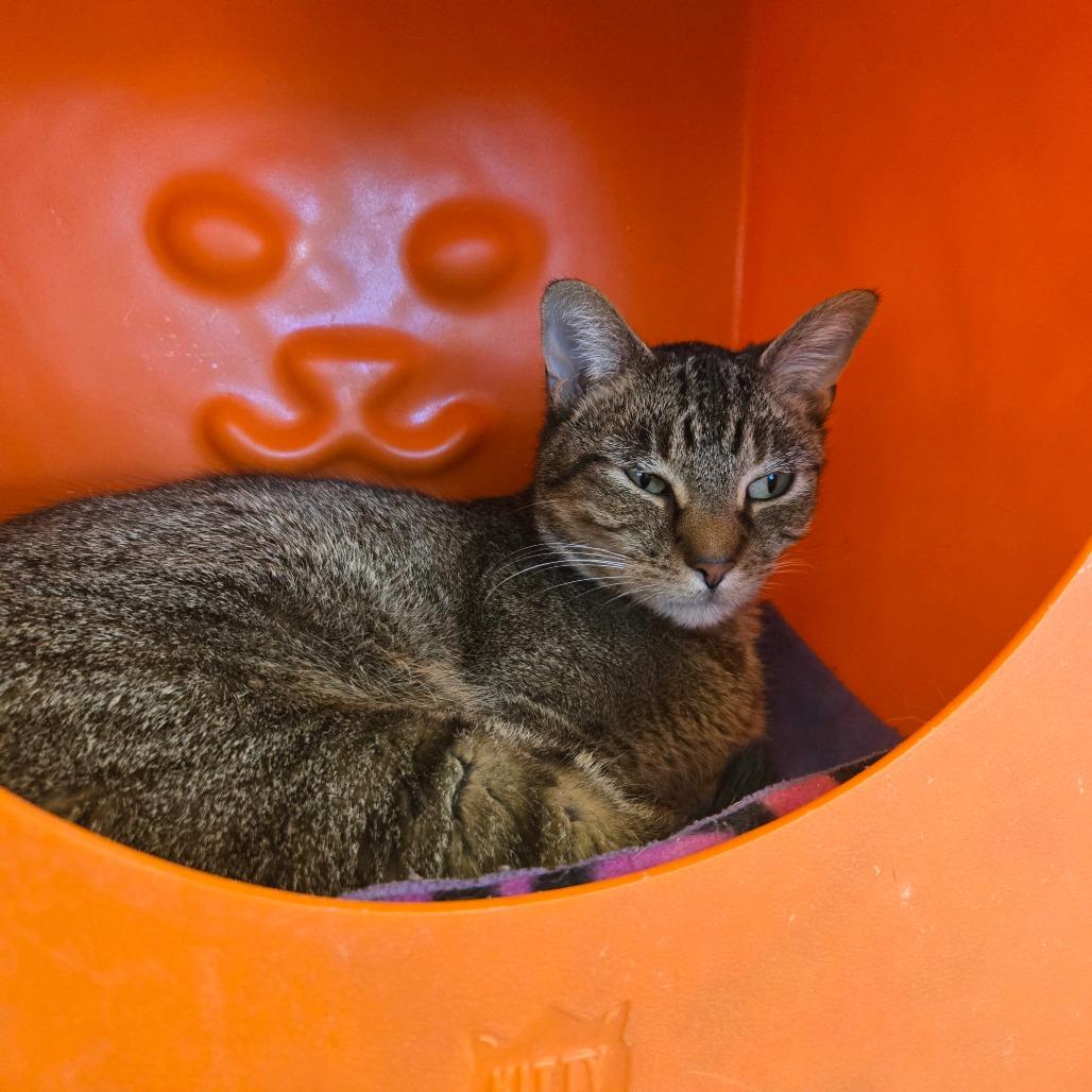 Enlarge Valley, a Adoptable Domestic Short Hair in Waukesha, WI image 1/1