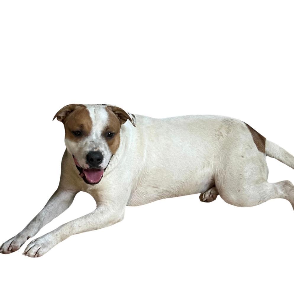 COMPASS, a Adoptable mixed breed in Marianna, FL image 2/2