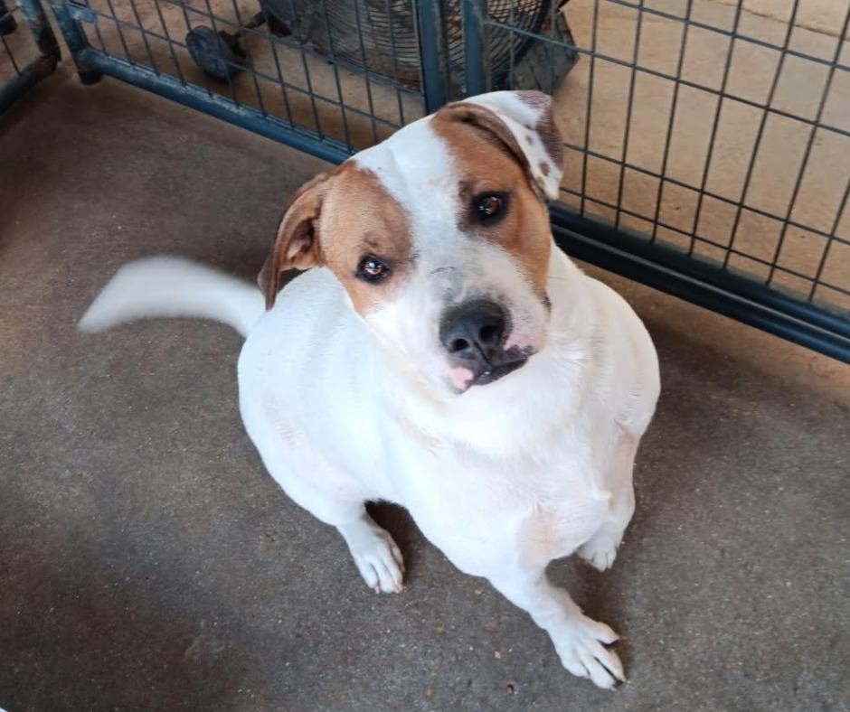 COMPASS, Adoptable, Adult Male American Bulldog & Hound.