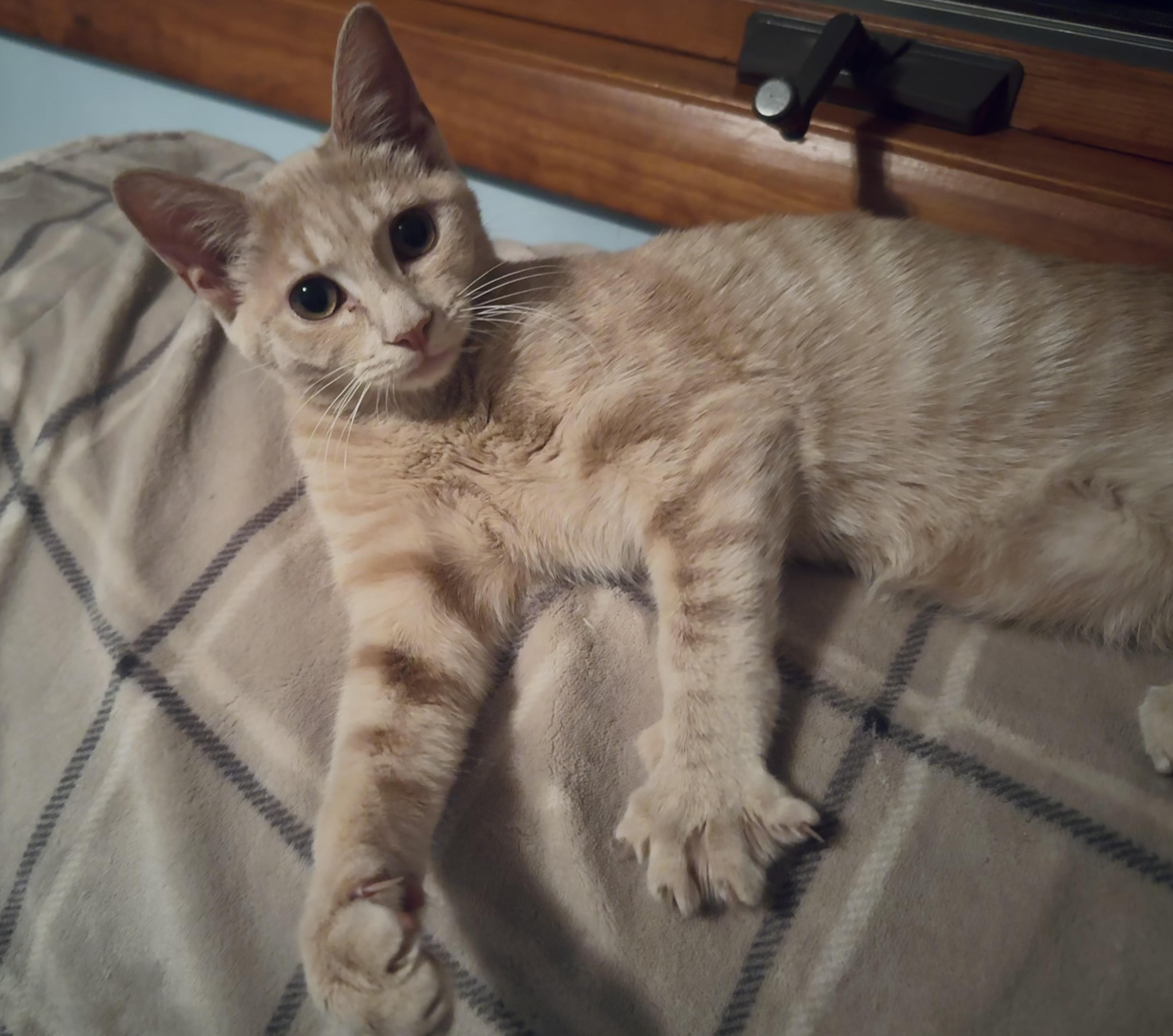 Twinkie and Zinger (bonded female/male pair)