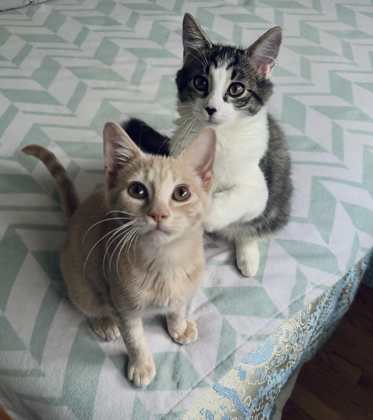 Twinkie and Zinger (bonded female/male pair)