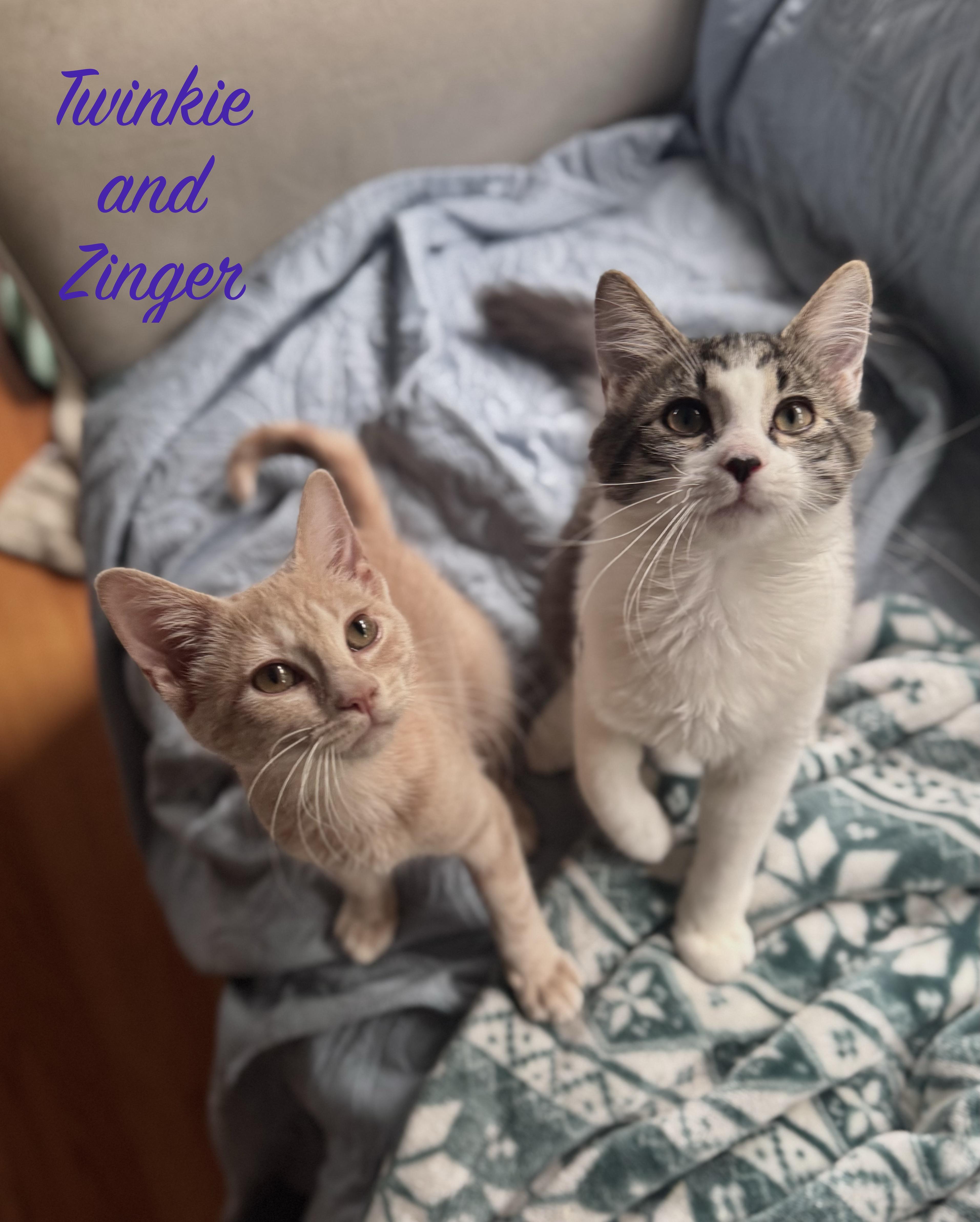 Twinkie and Zinger (bonded female/male pair)
