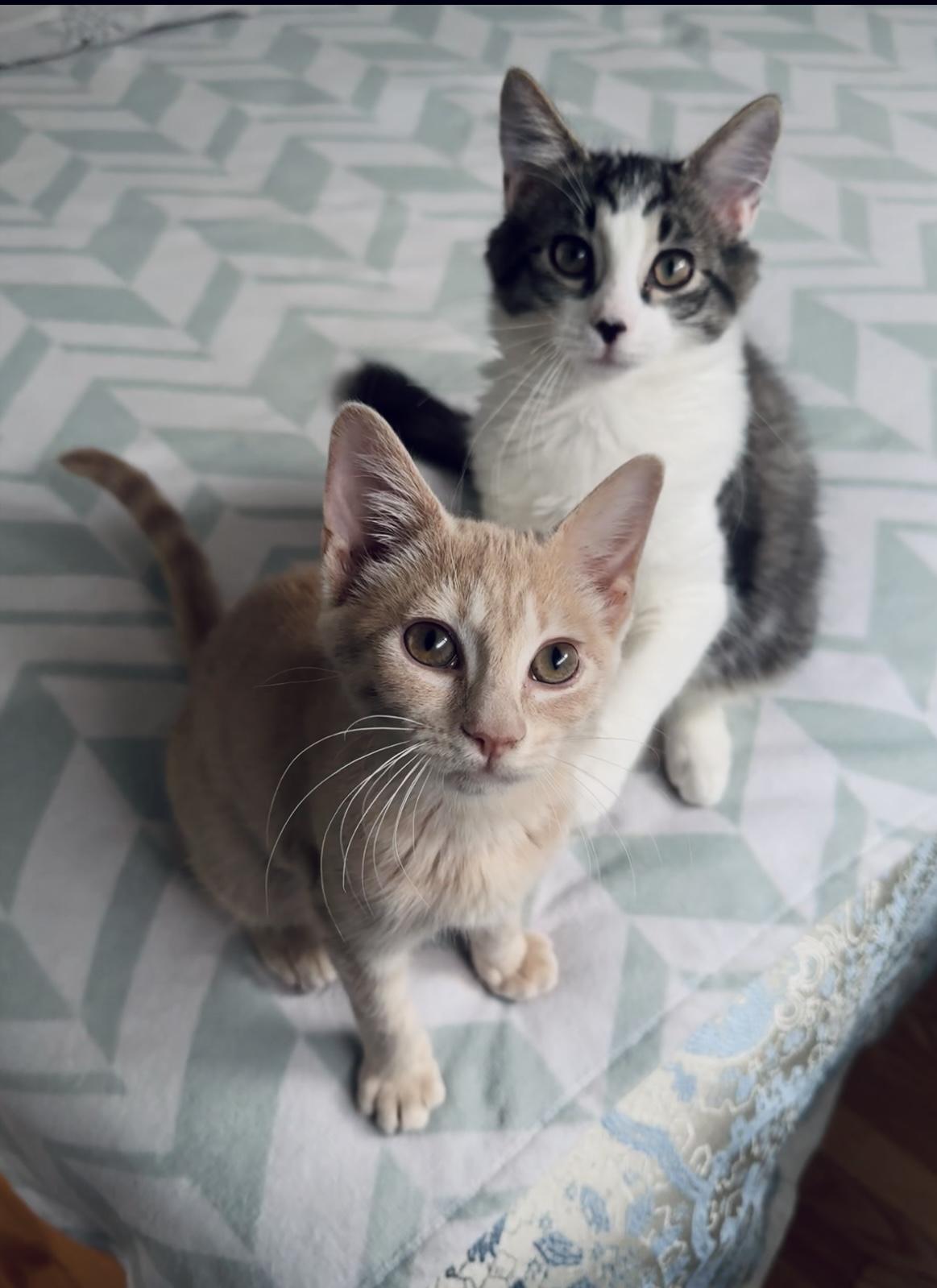 Twinkie and Zinger (bonded female/male pair)