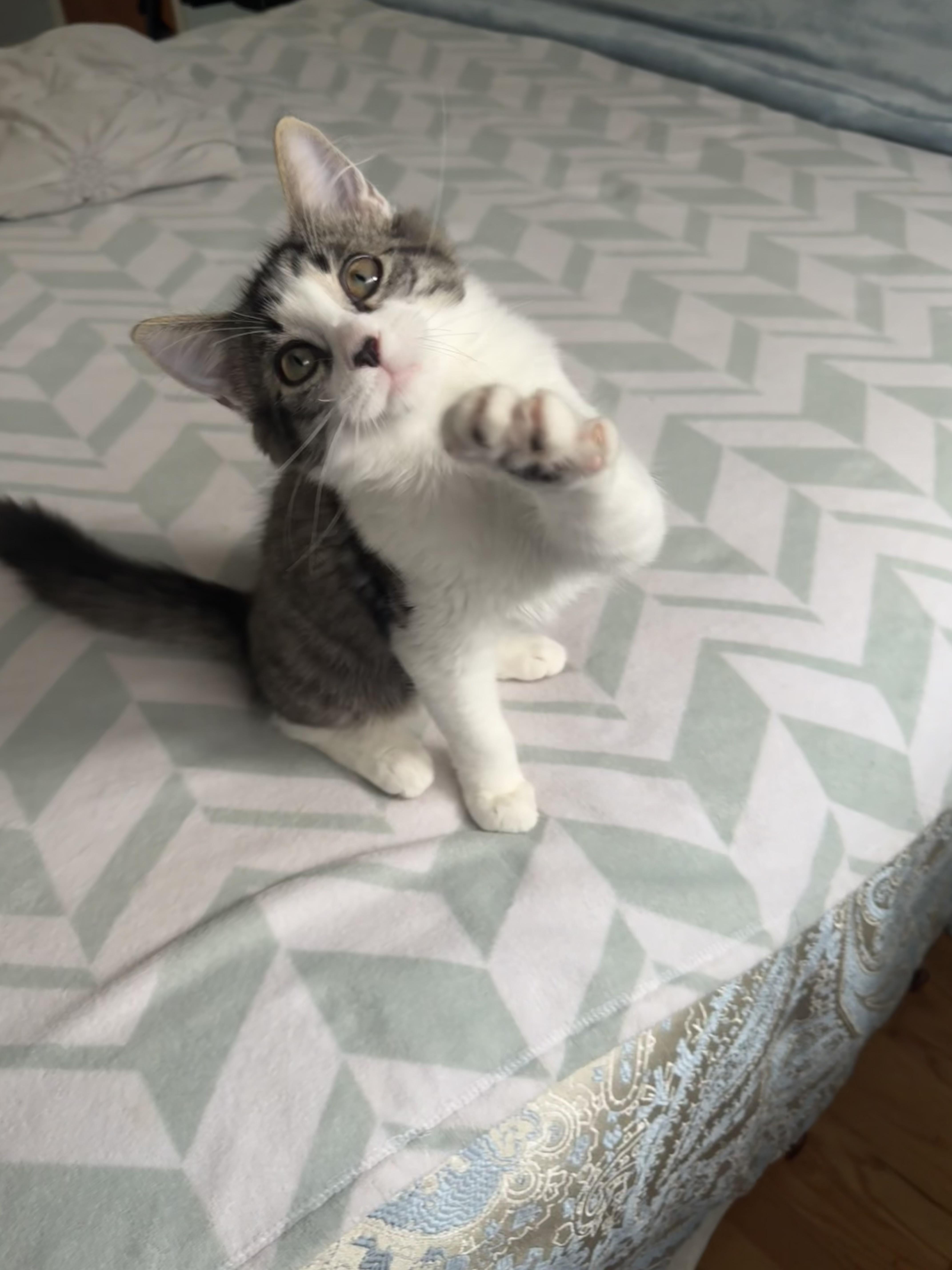 Twinkie and Zinger (bonded female/male pair)